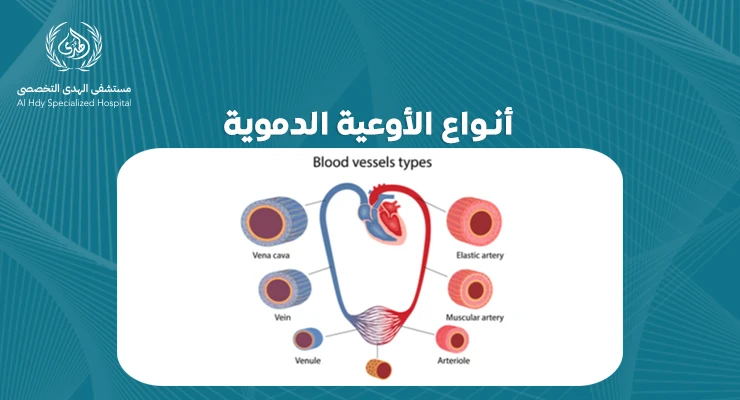استكشاف أنواع الأوعية الدموية: كيف تؤثر على صحتنا العامة
