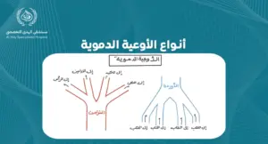 استكشاف أنواع الأوعية الدموية: كيف تؤثر على صحتنا العامة